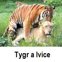 Tygr a lvíce